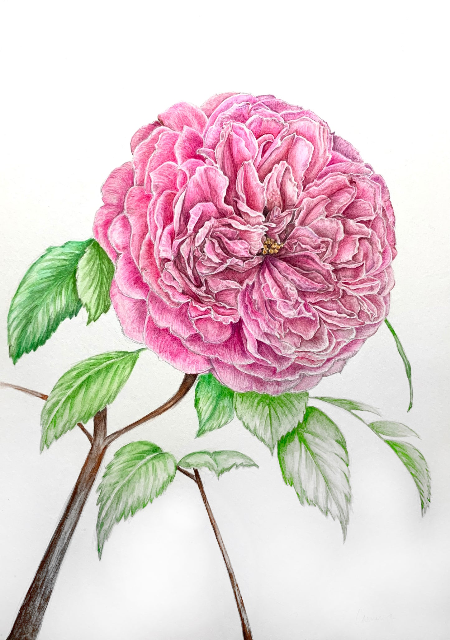 Big Pink Peony